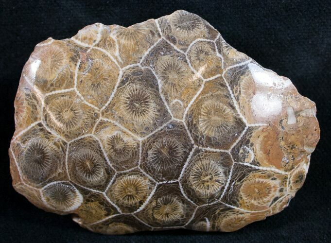 Polished Fossil Coral Head - Very Detailed #9347